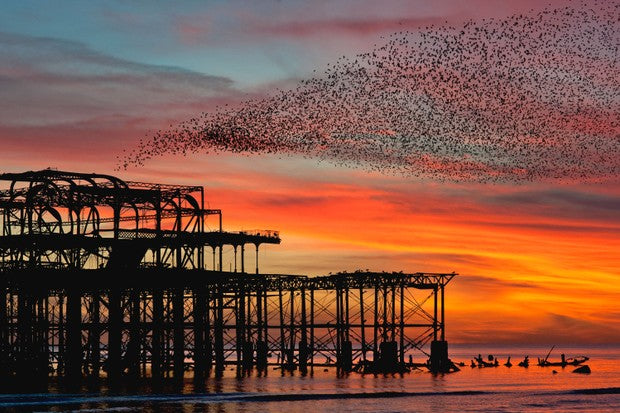 5 things to do in brighton in lockdown 3.0 cover image with brighton west pier and murmuration 